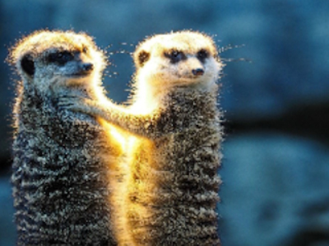 게임 Meerkat 부부 Jigsaw  온라인